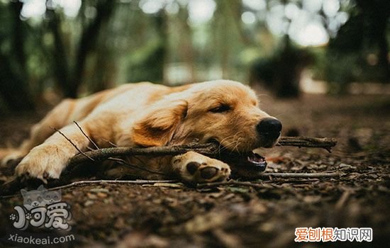 狗狗抑郁症的表现 警惕这些危险信号