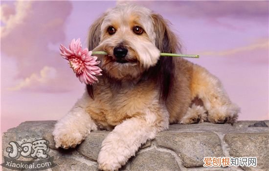 狗狗咳嗽是什么原因 最全面的狗狗咳嗽原因分析