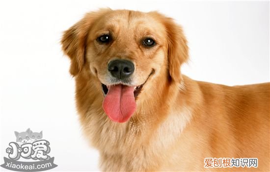 狗狗咳嗽是什么原因 最全面的狗狗咳嗽原因分析