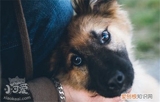 狗狗流泪是怎么回事 最后一个原因让人想流泪