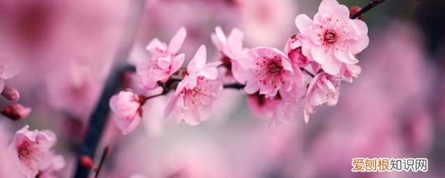 过年适合家里摆什么花摆件 过年家里放什么花比较好