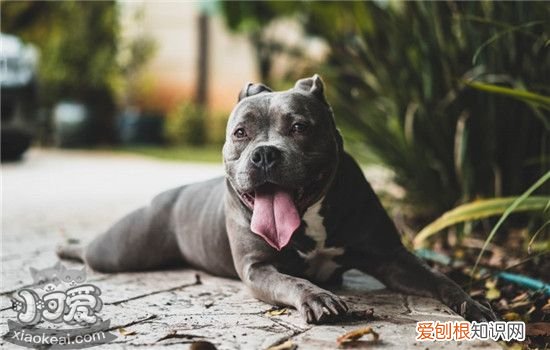 狗狗趾间炎是什么原因造成的 如何预防狗狗得趾间炎