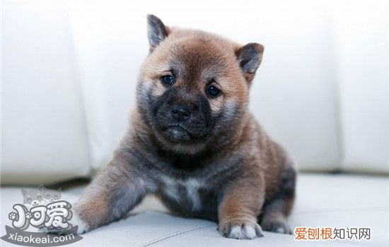 狗狗趾间炎是什么原因造成的 如何预防狗狗得趾间炎