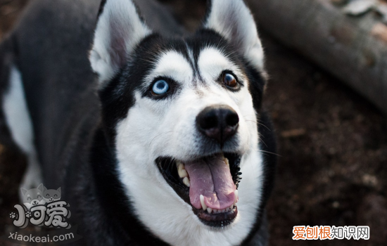 哈士奇流鼻涕什么原因 要小心传染病哦