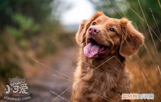 金毛牙结石怎么去除 清新口气需做好这几点