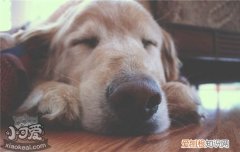 狗狗鼻子干燥怎么回事 狗狗鼻子干燥的原因有什么