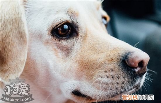 狗狗鼻子干燥怎么回事 狗狗鼻子干燥的原因有什么