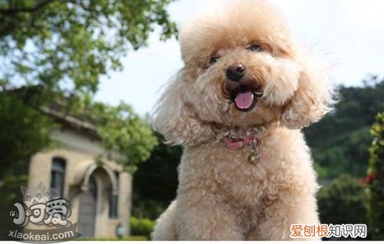 博美眼睛周围毛是红色 博美眼睛周围一圈掉毛的原因