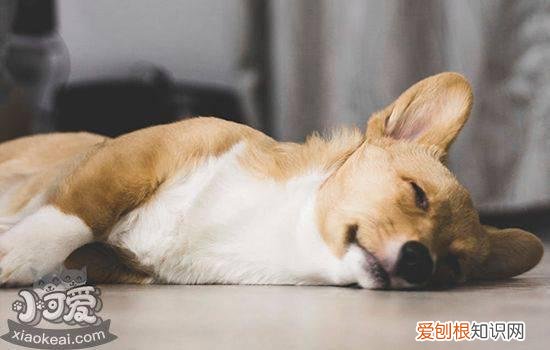 狗狗耳螨怎么治 根治耳螨有妙招