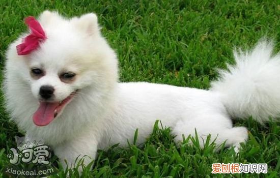 狗身上常见的寄生虫 主人们要长个心眼了