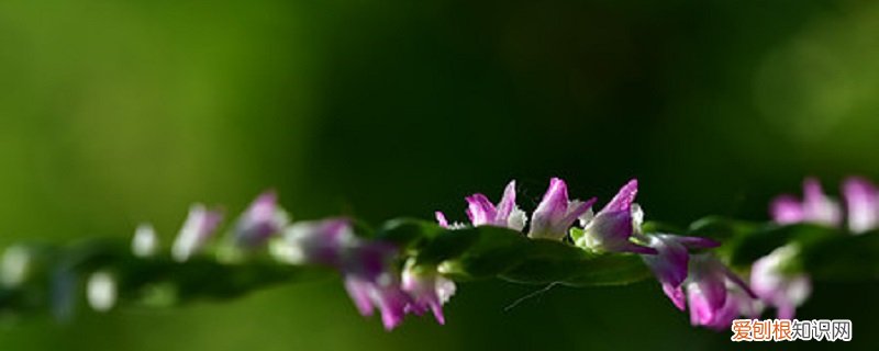 绶草的养殖方法和技术 绶草的养殖方法