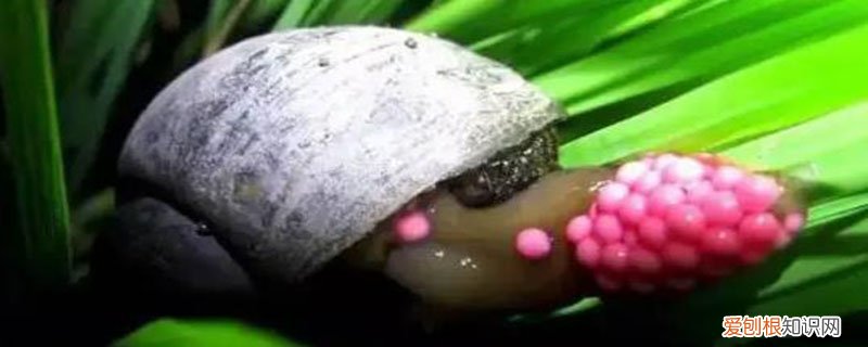 福寿螺怎么消灭掉 福寿螺怎么消灭