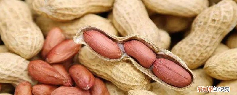 花生是不是坚果中蛋白质最高 花生是不是坚果