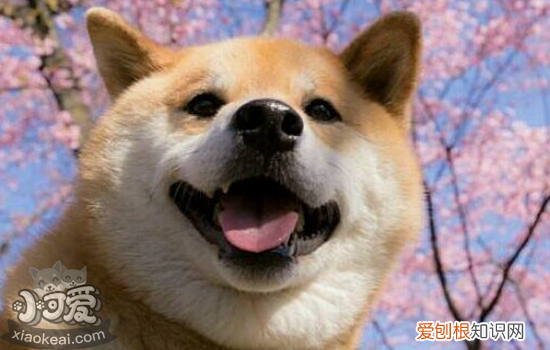 狗狗肠胃炎的病因和症状 如何能预防治疗狗狗肠胃炎