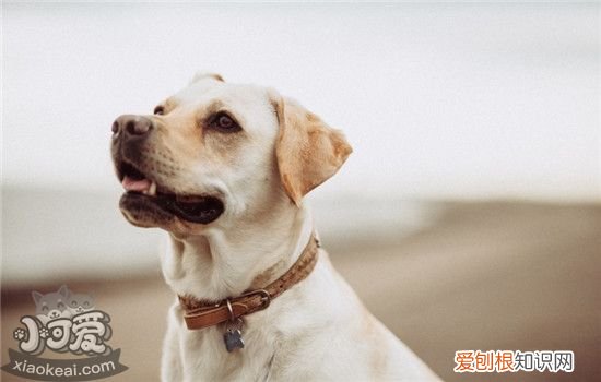 狗鼻子褪色是怎么回事 狗狗鼻子褪色要怎么恢复