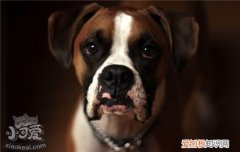 狗鼻子褪色是怎么回事 狗狗鼻子褪色要怎么恢复