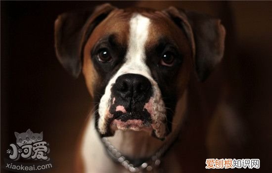 狗鼻子褪色是怎么回事 狗狗鼻子褪色要怎么恢复