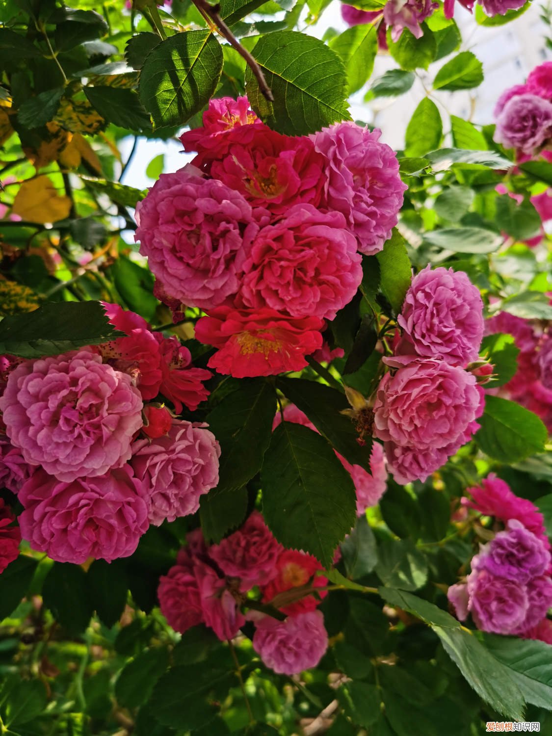 硕苞蔷薇果实怎么吃 硕苞蔷薇的养殖方法