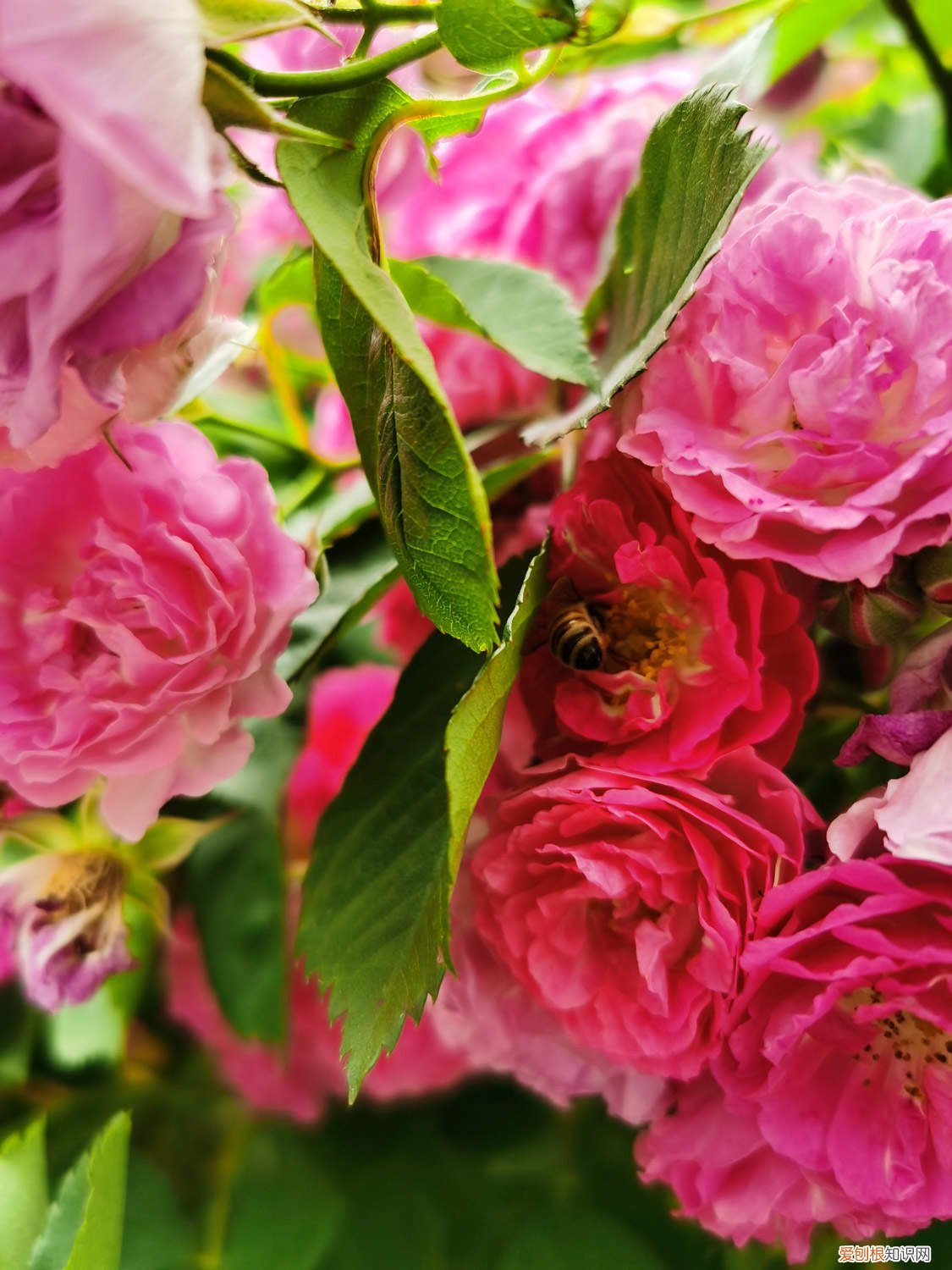 硕苞蔷薇果实怎么吃 硕苞蔷薇的养殖方法