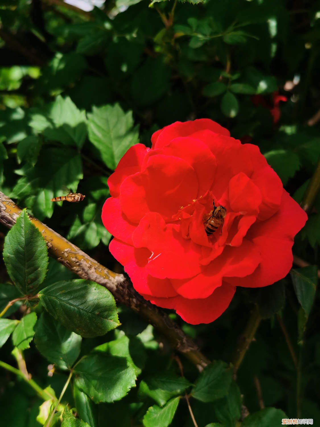 硕苞蔷薇果实怎么吃 硕苞蔷薇的养殖方法