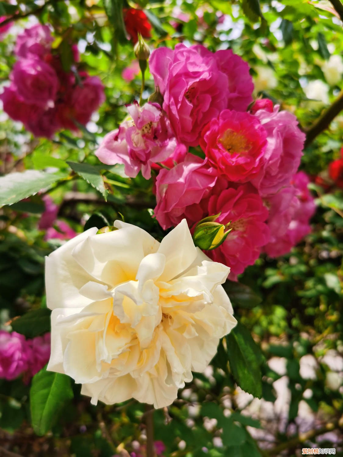 硕苞蔷薇果实怎么吃 硕苞蔷薇的养殖方法