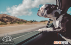 狗狗发烧症状及处理方法 狗狗发烧不要慌