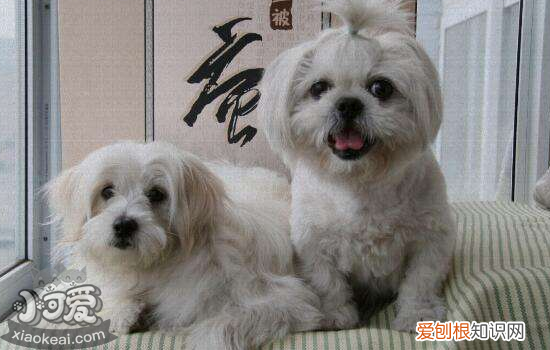 狗狗发抖怎么回事 这六种情况你该重视了