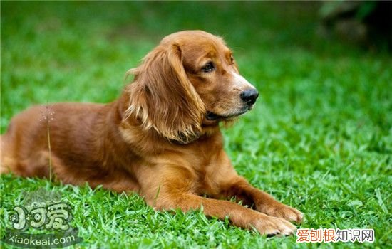 狗狗缺乏微量元素的表现 狗狗缺乏微量元素会怎么样