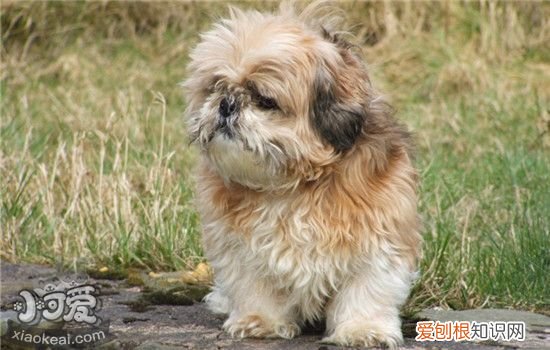 狗狗缺乏微量元素的表现 狗狗缺乏微量元素会怎么样