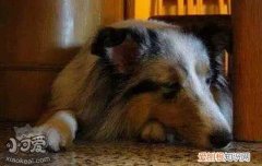 狗细小症状 狗得了细小会不会传染给人