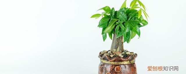 过年了家里摆什么树好看 过年家里适合摆放什么树好看