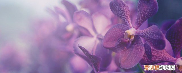 佛山人过年摆什么花 佛山人过年摆哪些花