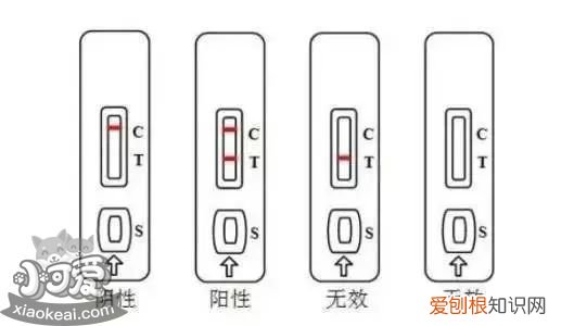 狗得了细小是什么症状 该如何治疗