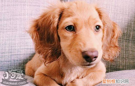 怎么预防狗狗生病 最好这四点就足够了