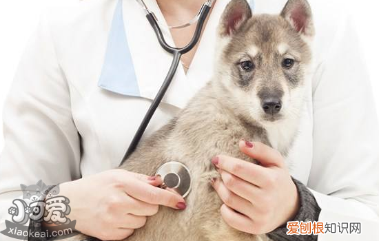 怎么预防狗狗生病 最好这四点就足够了