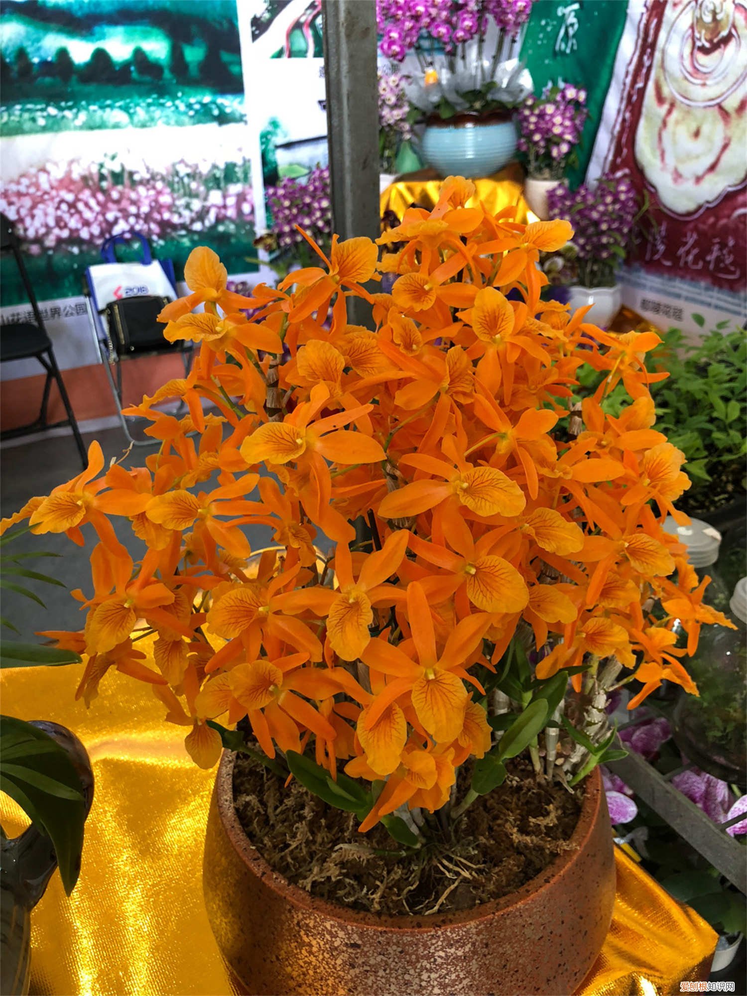 球花石斛用什么植料最好 球花石斛的养殖方法