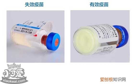 狗狗疫苗品牌 狗狗疫苗可以自己打吗