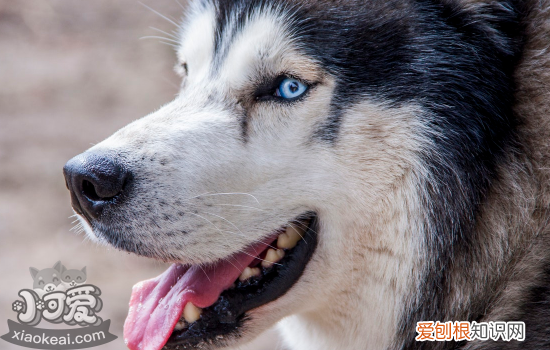 狗狗皮肤真菌感染怎么办 主人要记得做这些事