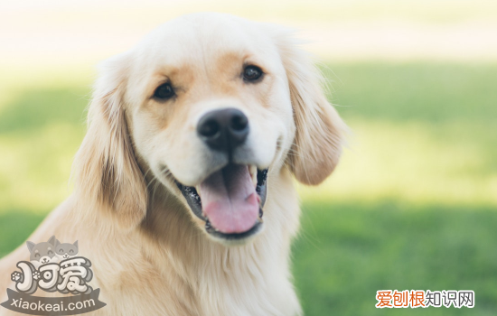 犬小叶性肺炎是怎么得的 该怎么预防