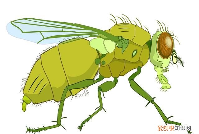 为什么石头里面有贝壳 石头和贝壳有什么区别