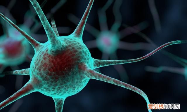 为什么石头里面有贝壳 石头和贝壳有什么区别