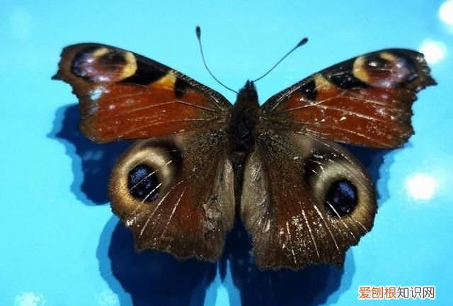 为什么石头里面有贝壳 石头和贝壳有什么区别