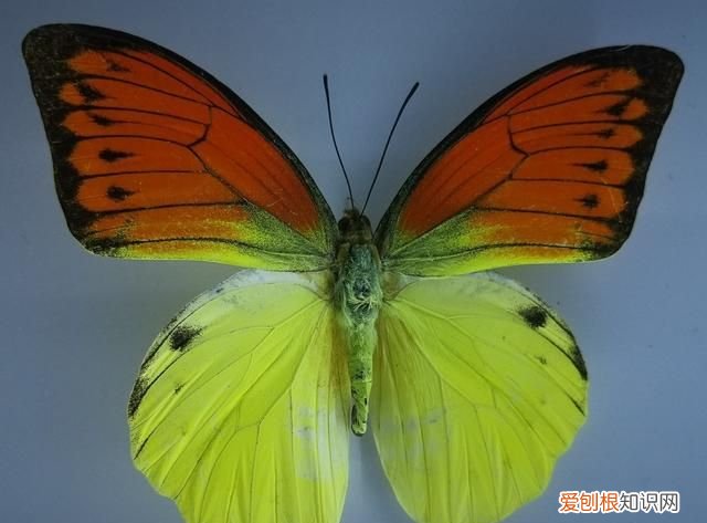 为什么石头里面有贝壳 石头和贝壳有什么区别