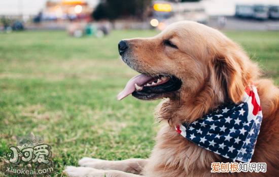 犬小叶性肺炎是怎么得的 该怎么预防