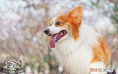 狗抗体检测什么意思 狗抗体检测有必要吗