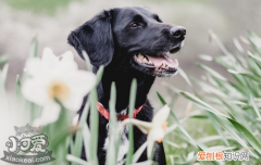 狗狗小叶性肺炎怎么治疗 有什么预防方法呢