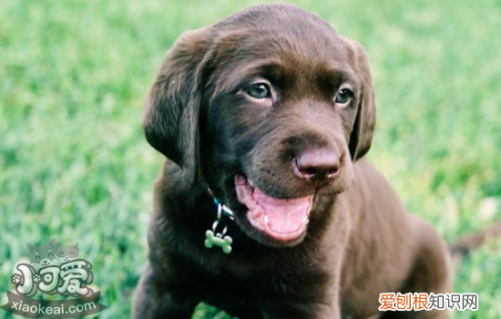 狗狗小叶性肺炎怎么治疗 有什么预防方法呢