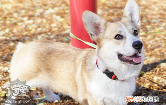 犬传染性支气管炎症状 狗狗咳嗽要注意