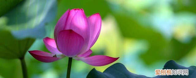 过年街头应该摆什么花 过年街头应该摆哪种花