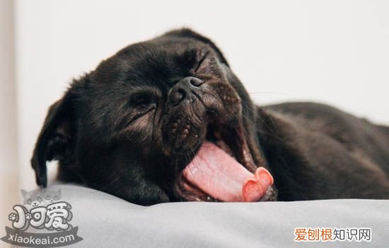 狗狗肺炎症状 狗狗肺炎能治好吗